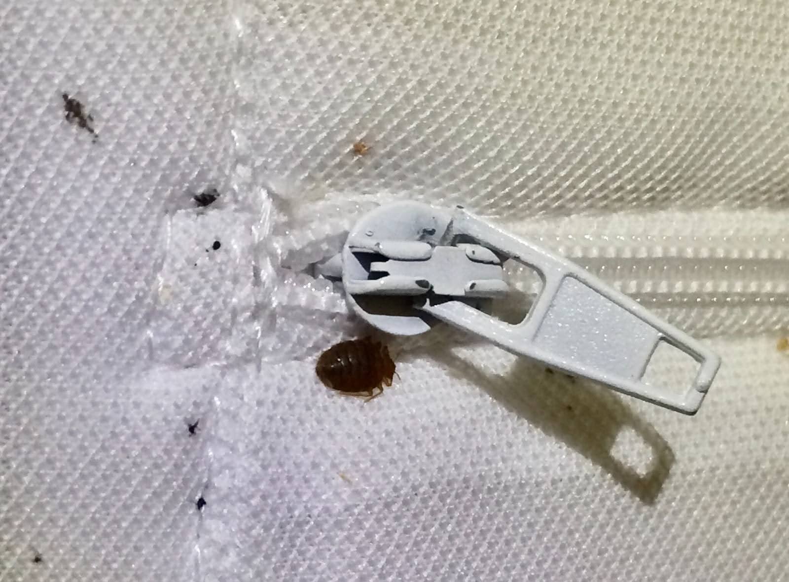 bed bug next to white zipper
