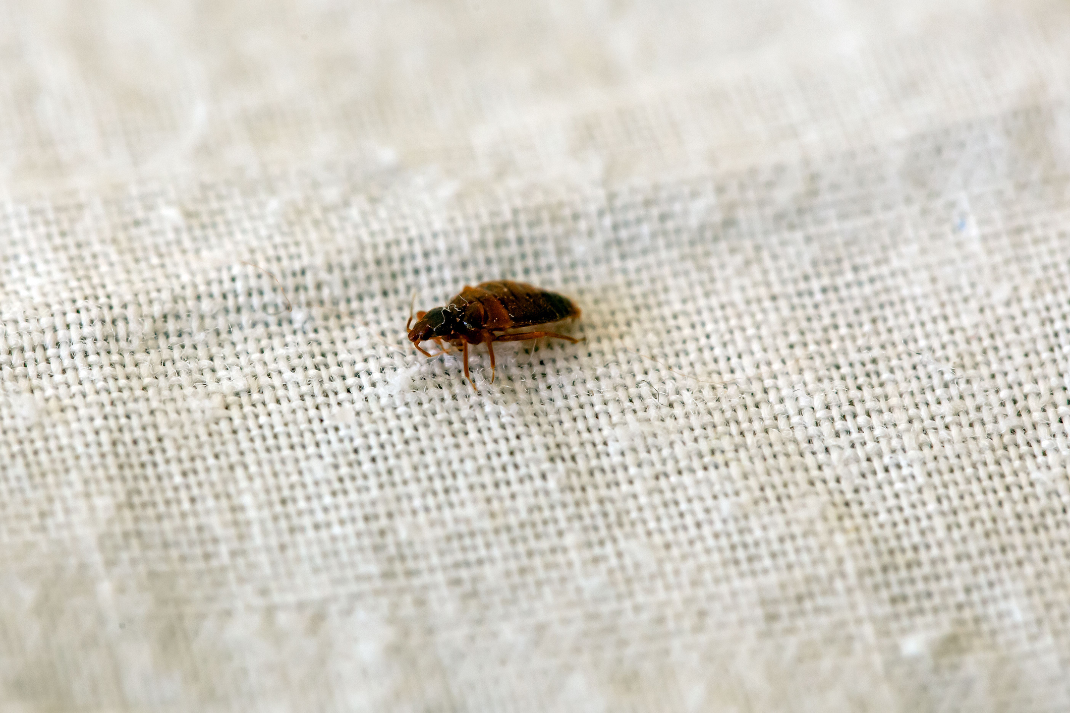 Brown bug