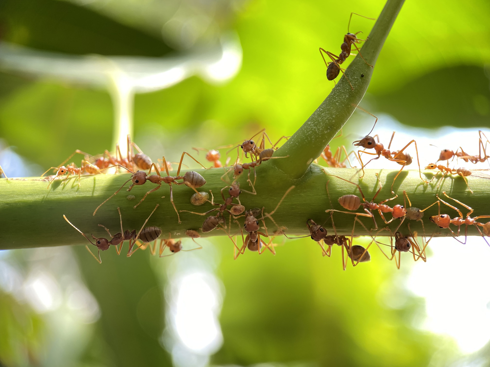 macro red ants crawling on green tree branch with blur nature background