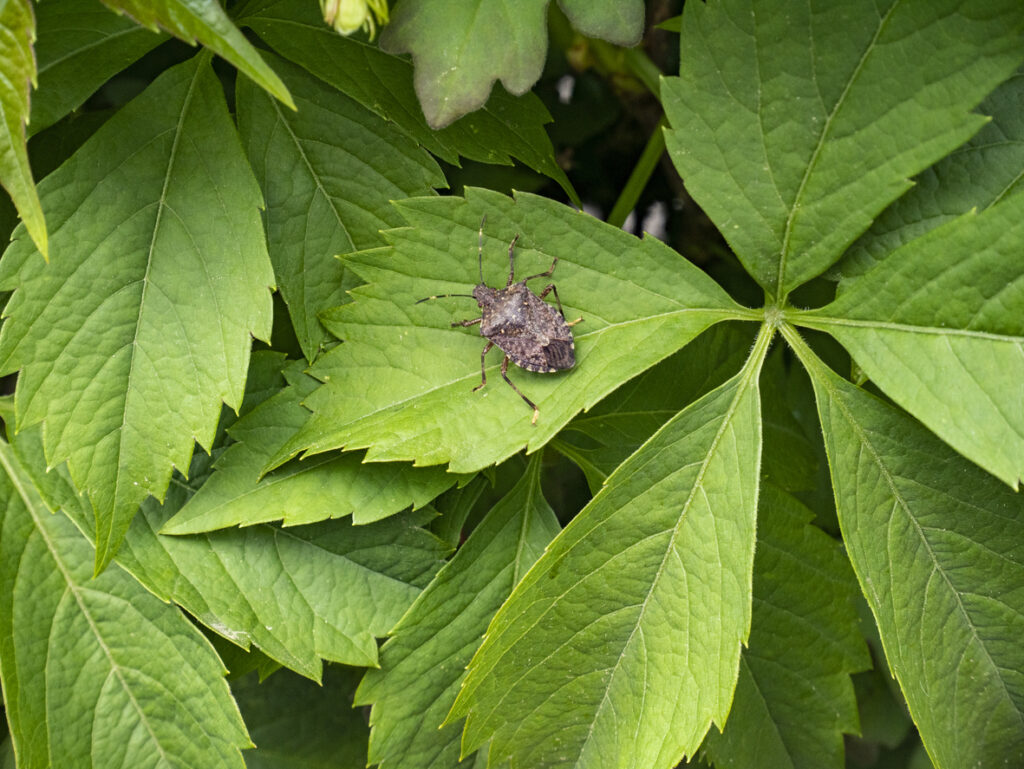 Halyomorpha halys, brown marmorated stink bug on a leaf. Insect on a plant.