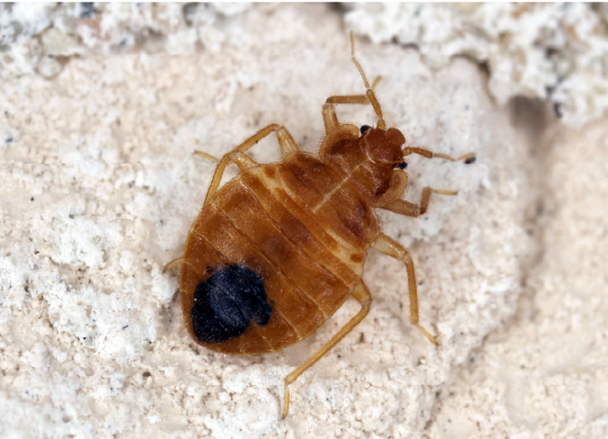 Bed bug on a mattress